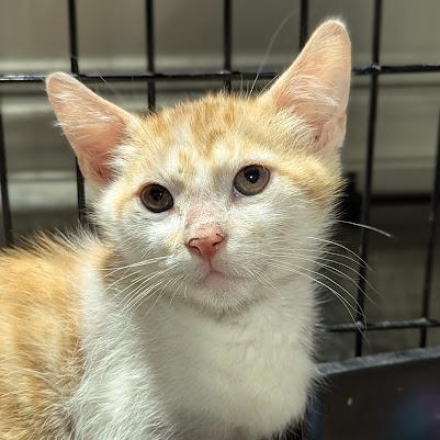 Walter, a Adoptable Domestic Short Hair in Johnstown, PA image 2/4