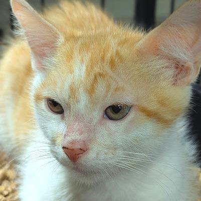 Walter, a Adoptable Domestic Short Hair in Johnstown, PA image 3/4