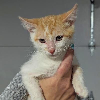 Walter, a Adoptable Domestic Short Hair in Johnstown, PA image 4/4