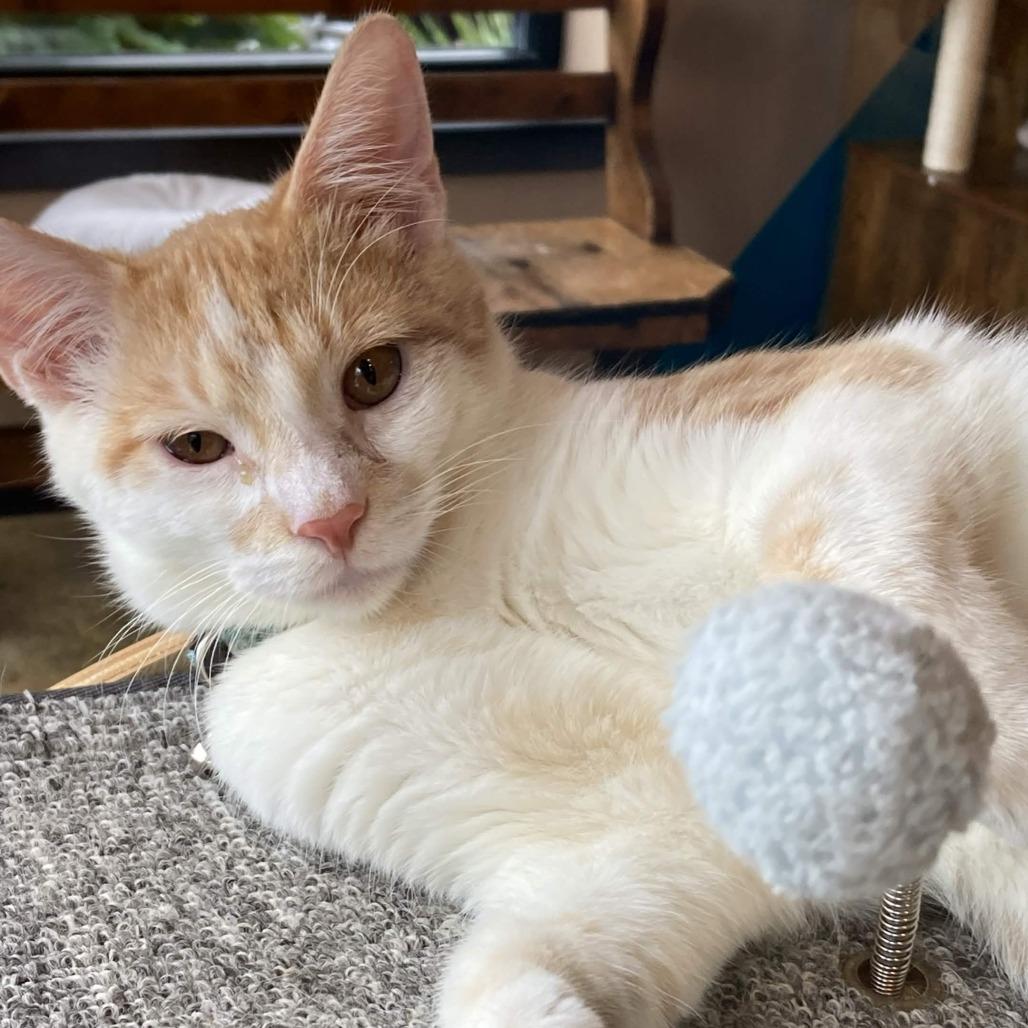 Enlarge Walter, a Adoptable Domestic Short Hair in Johnstown, PA image 1/5