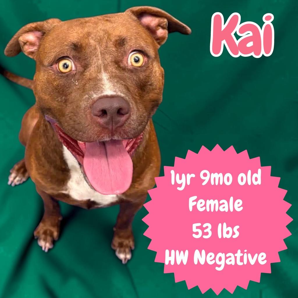 Kai, Adoptable, Young Female Pit Bull Terrier.