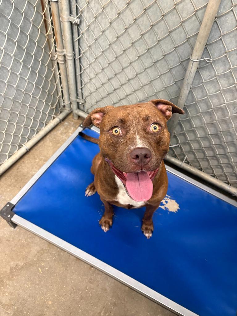 Enlarge Kai, a Adoptable Pit Bull Terrier in Sorrento, LA image 2/5
