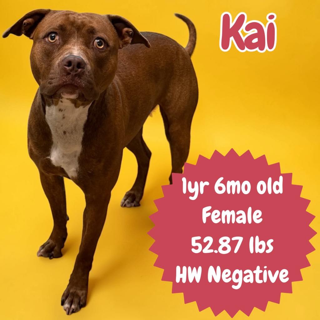 Enlarge Kai, a Adoptable Pit Bull Terrier in Sorrento, LA image 1/3