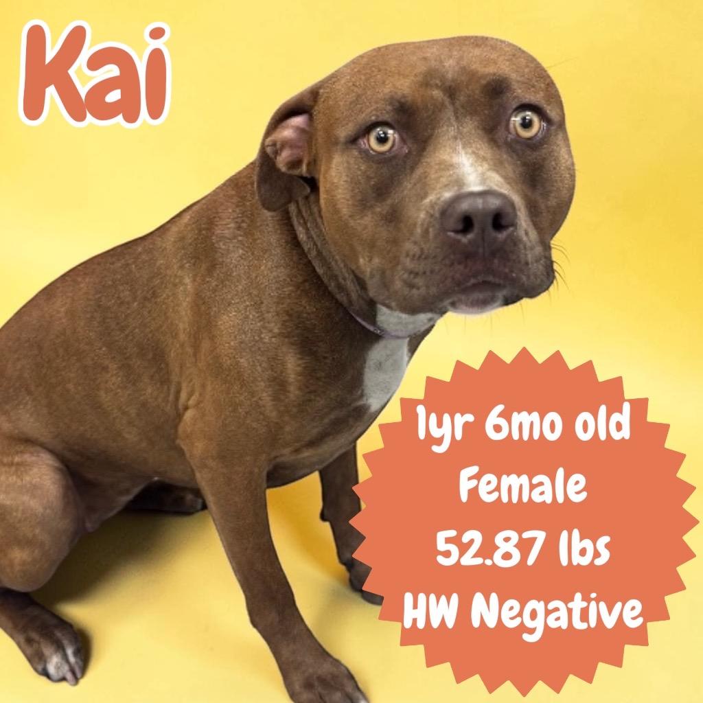 Enlarge Kai, a Adoptable Pit Bull Terrier in Sorrento, LA image 2/3