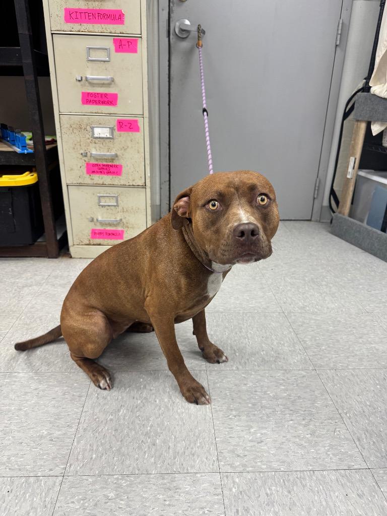 Enlarge Kai, a Adoptable Pit Bull Terrier in Sorrento, LA image 3/3