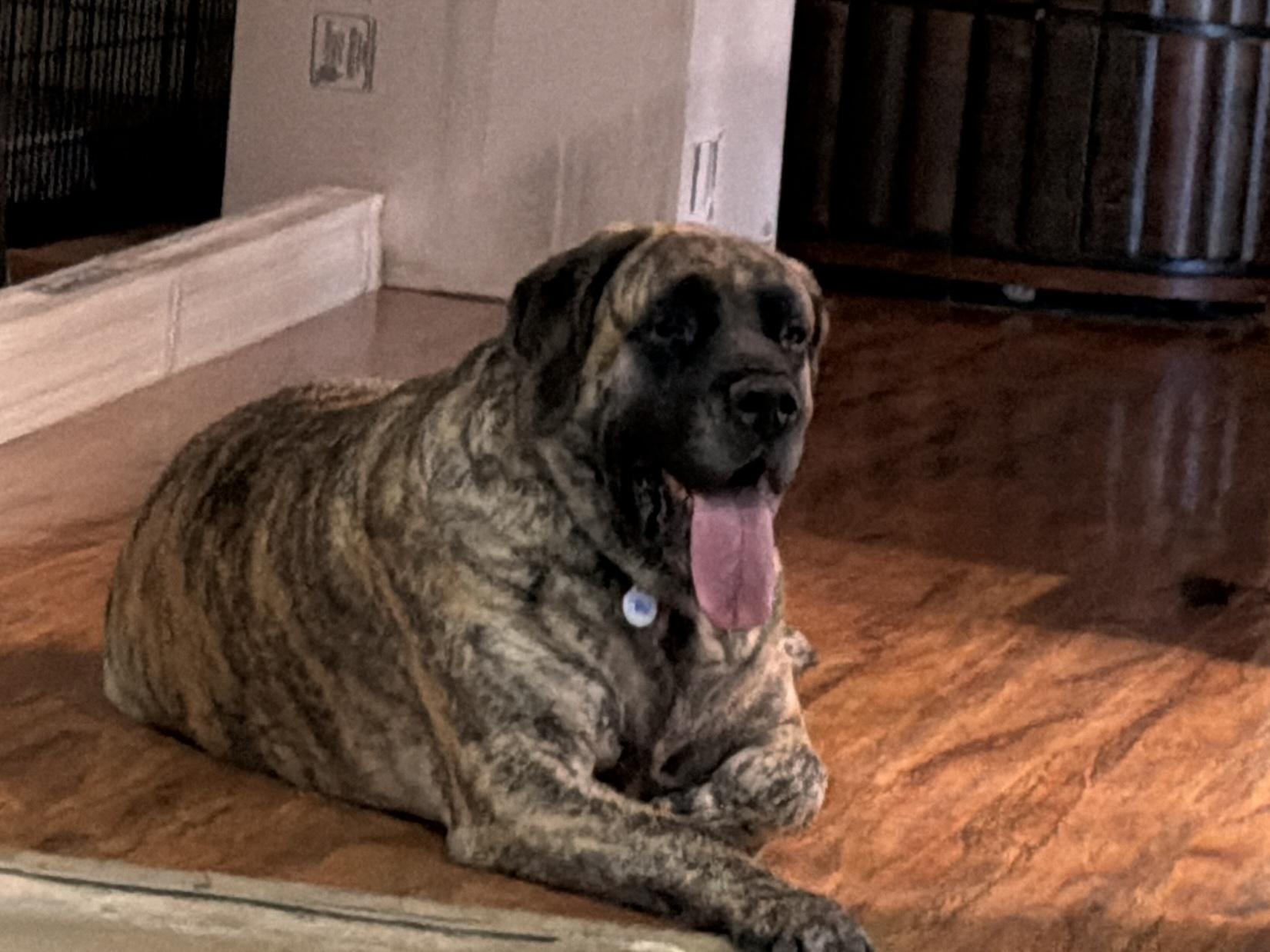 Ocean, Adoptable, Adult Female Bullmastiff.