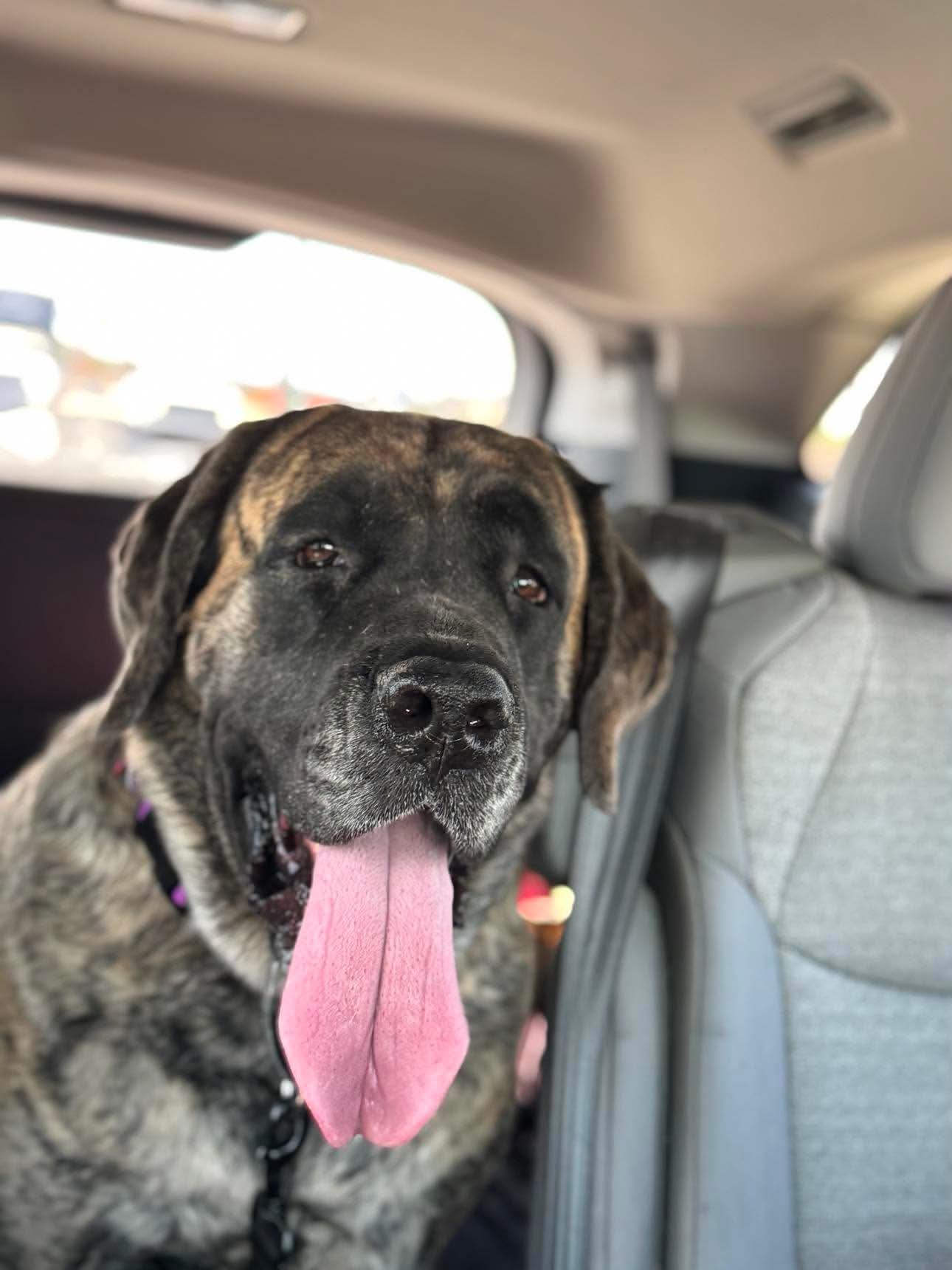 Enlarge Ocean, a Adoption Pending Bullmastiff in Mesa, AZ image 2/3