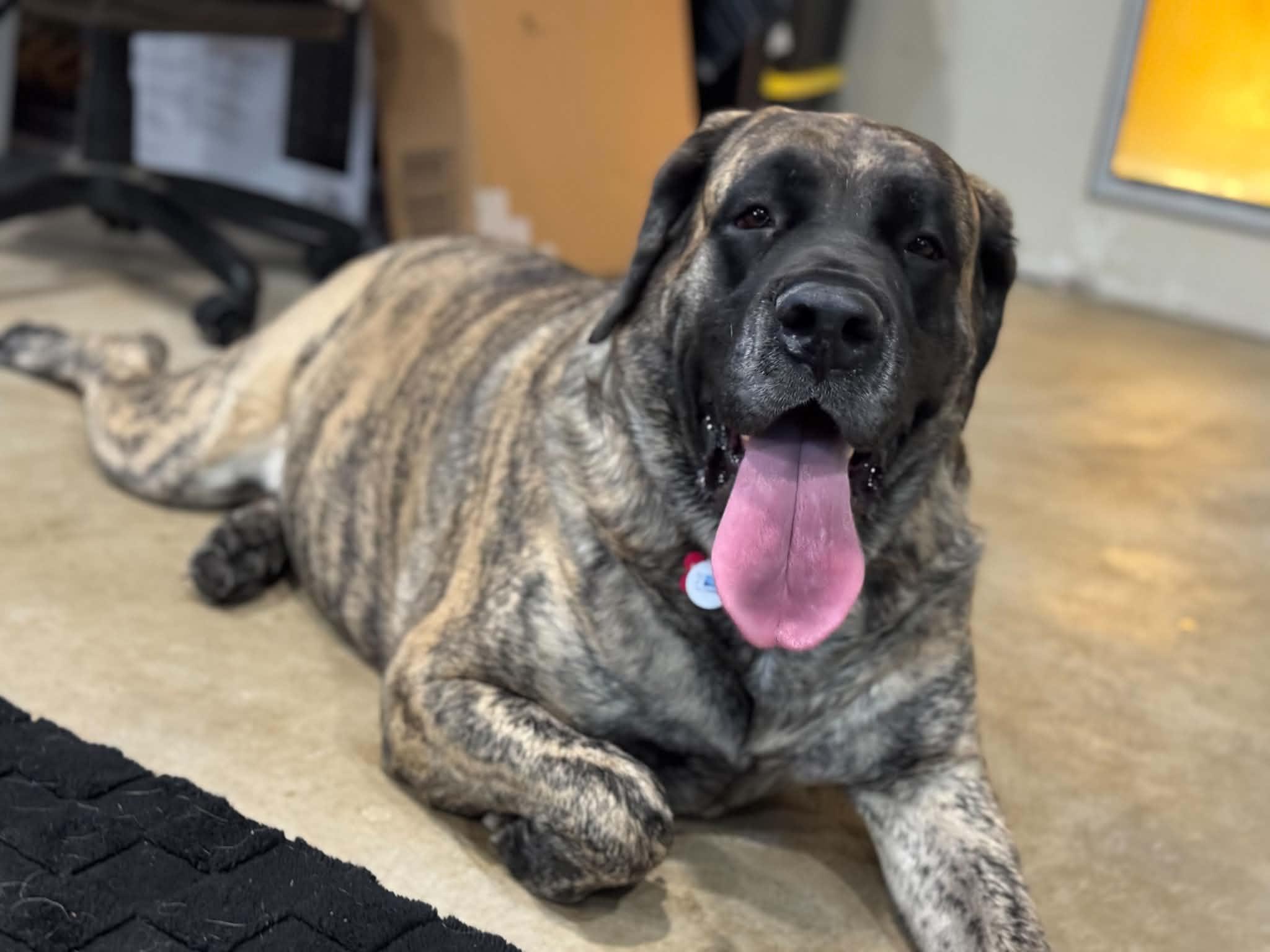 Enlarge Ocean, a Adoption Pending Bullmastiff in Mesa, AZ image 3/3