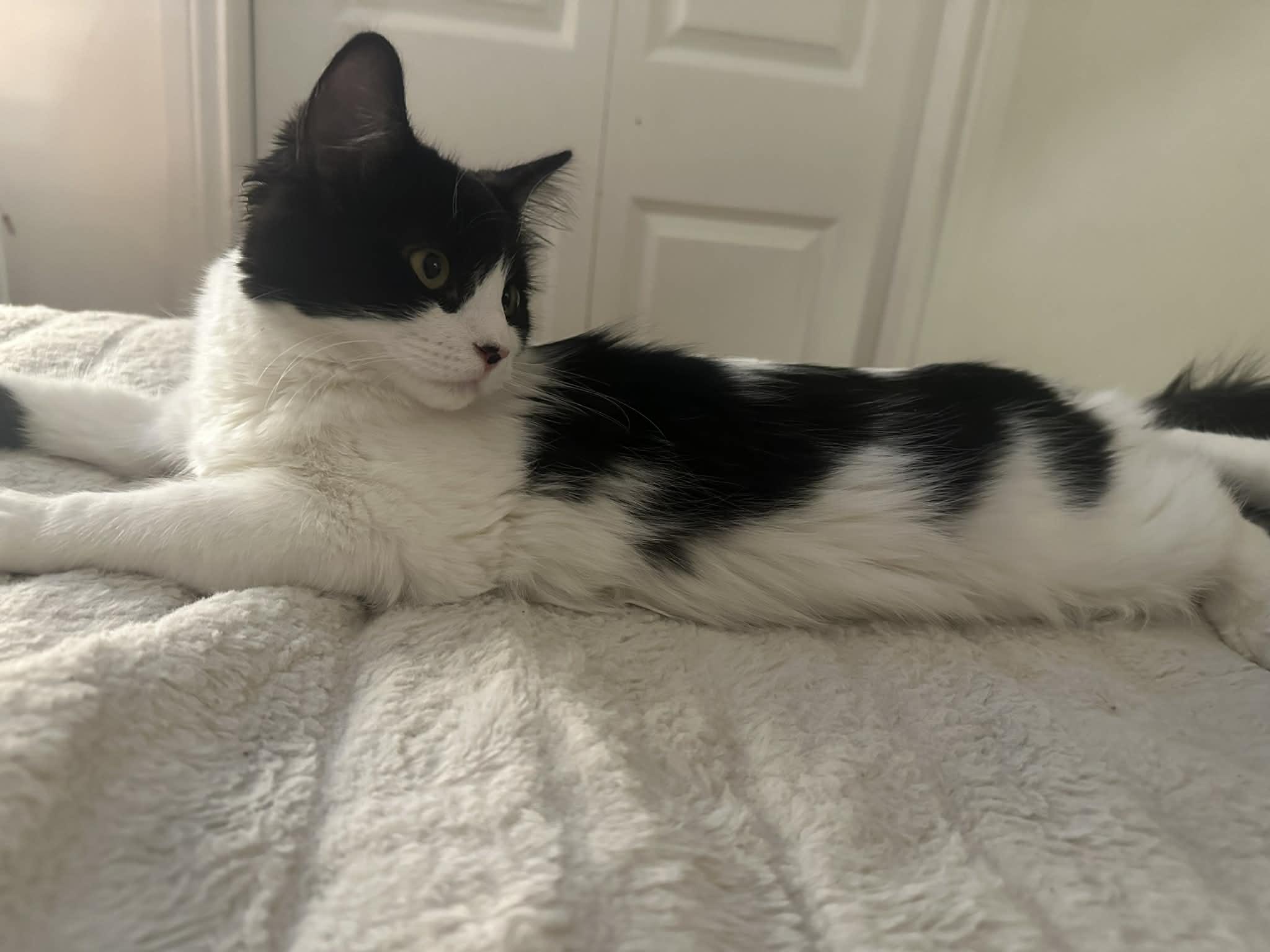 Sky, ADOPTABLE, Young Female Domestic Long Hair.