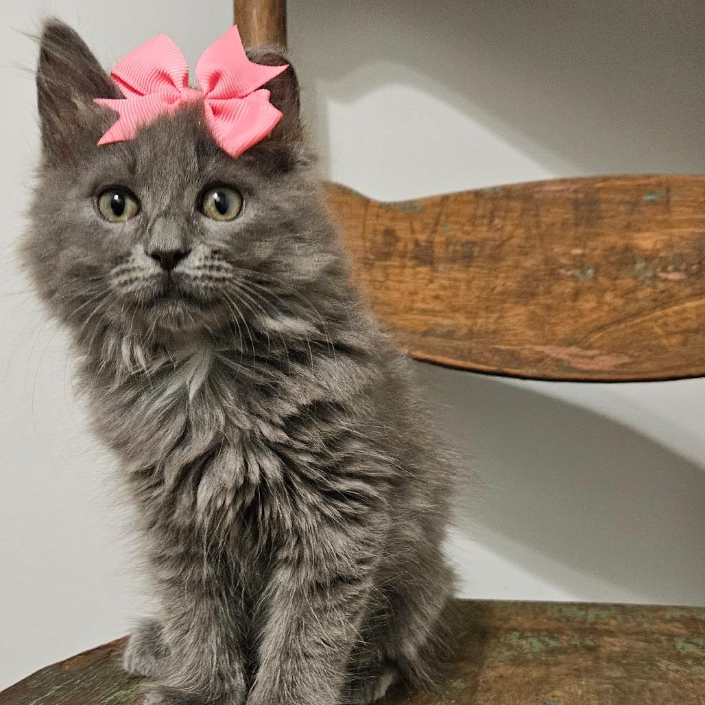 Enlarge Misty, a Adoptable Domestic Long Hair in New Albany, OH image 1/1