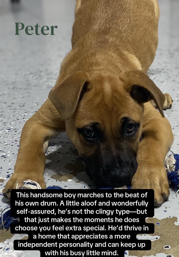 Peter, Adoptable, Puppy Male Boerboel & German Shepherd Dog.