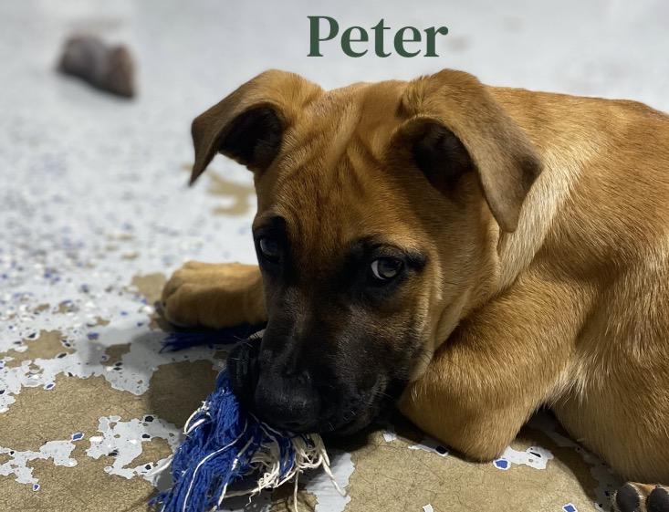 Enlarge Peter, a Adoptable mixed breed in Winston, OR image 2/2