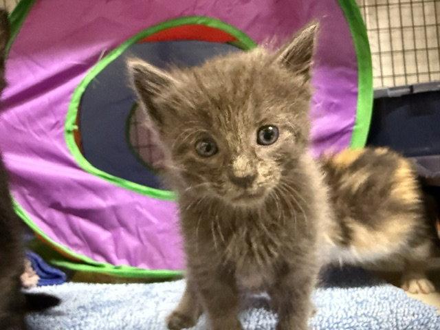 Google, Adoptable, Young Male Domestic Short Hair.
