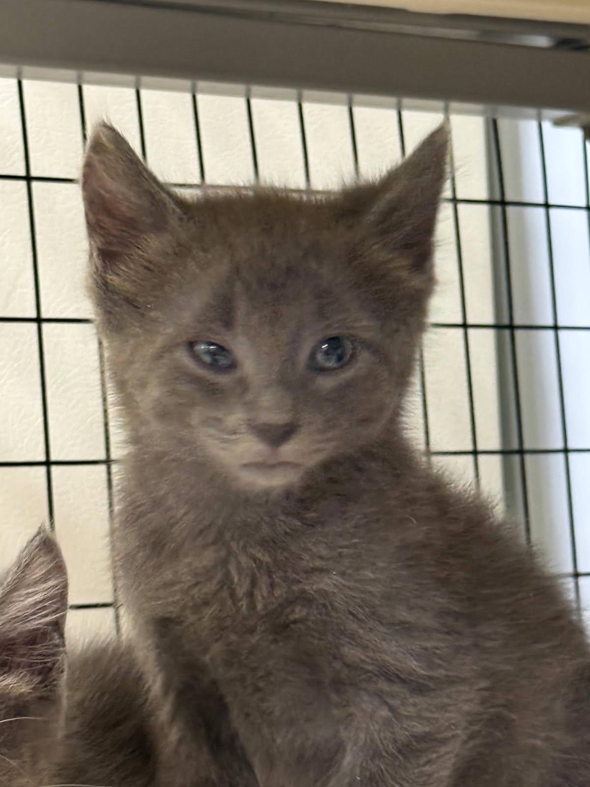 Enlarge Google, a Adoptable Domestic Short Hair in Williamsburg, IA image 2/2