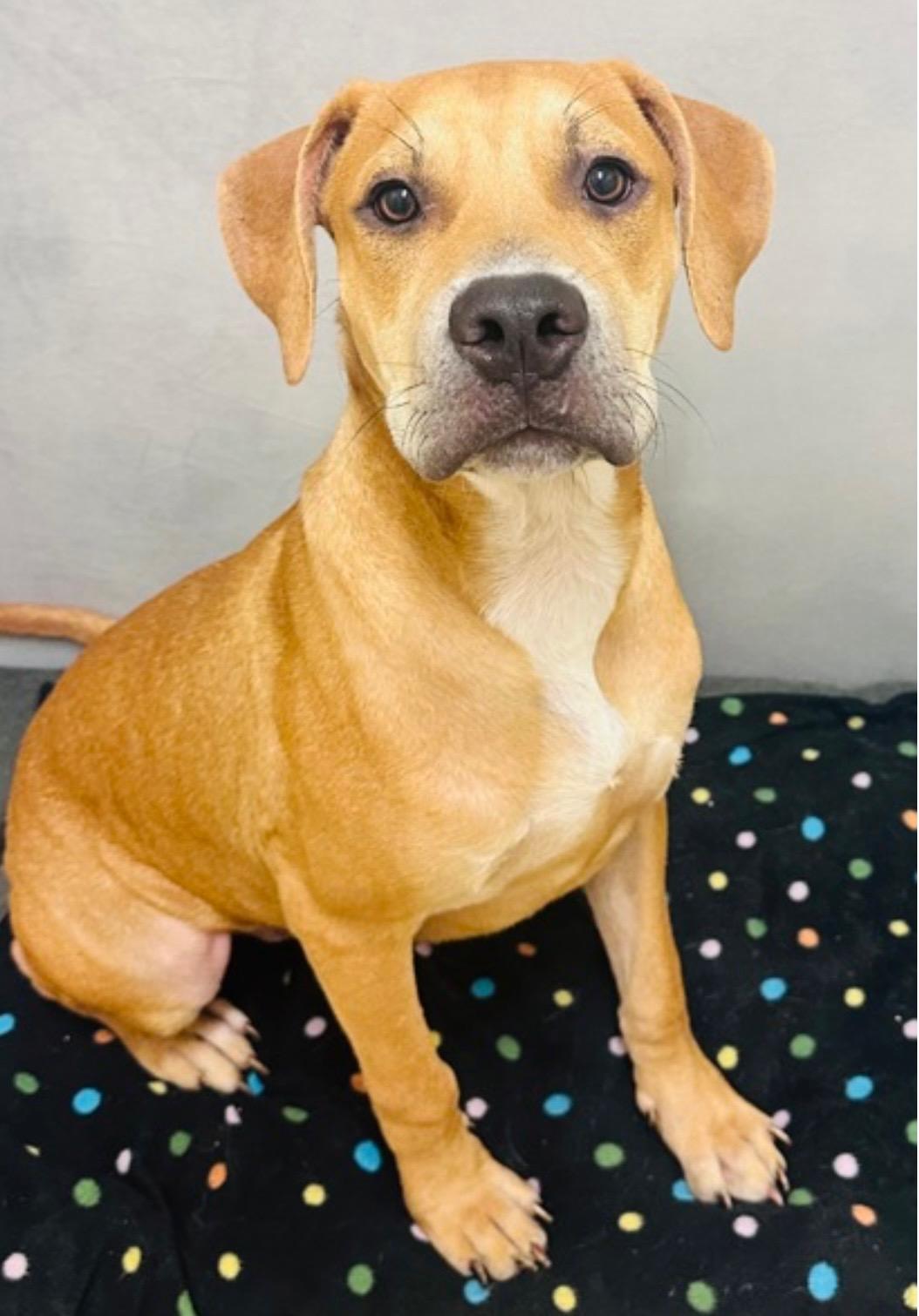 SCOOBY, Adoptable, Adult Male American Staffordshire Terrier & Labrador Retriever.