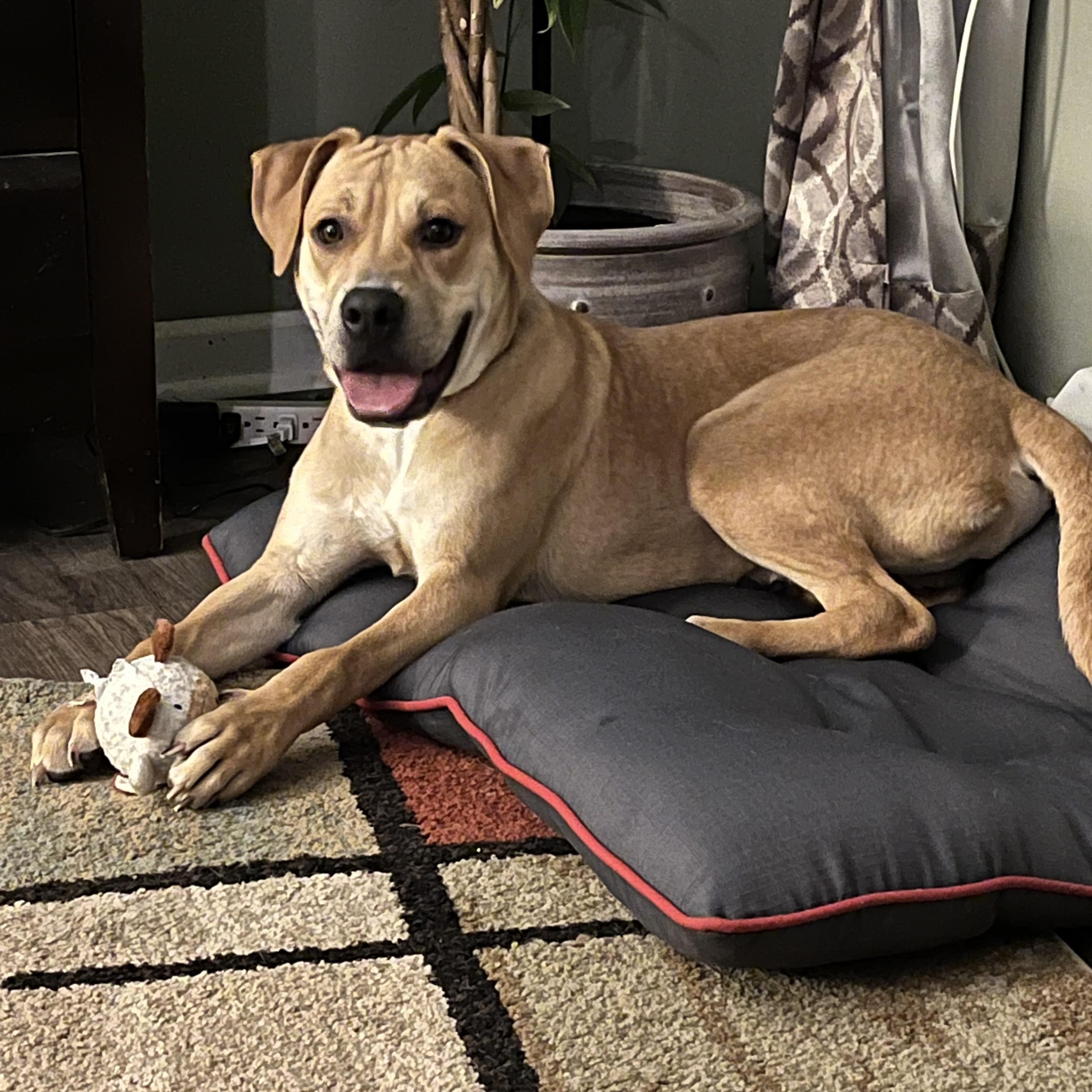 SCOOBY, a Adoptable mixed breed in Kennebunk , ME image 2/6