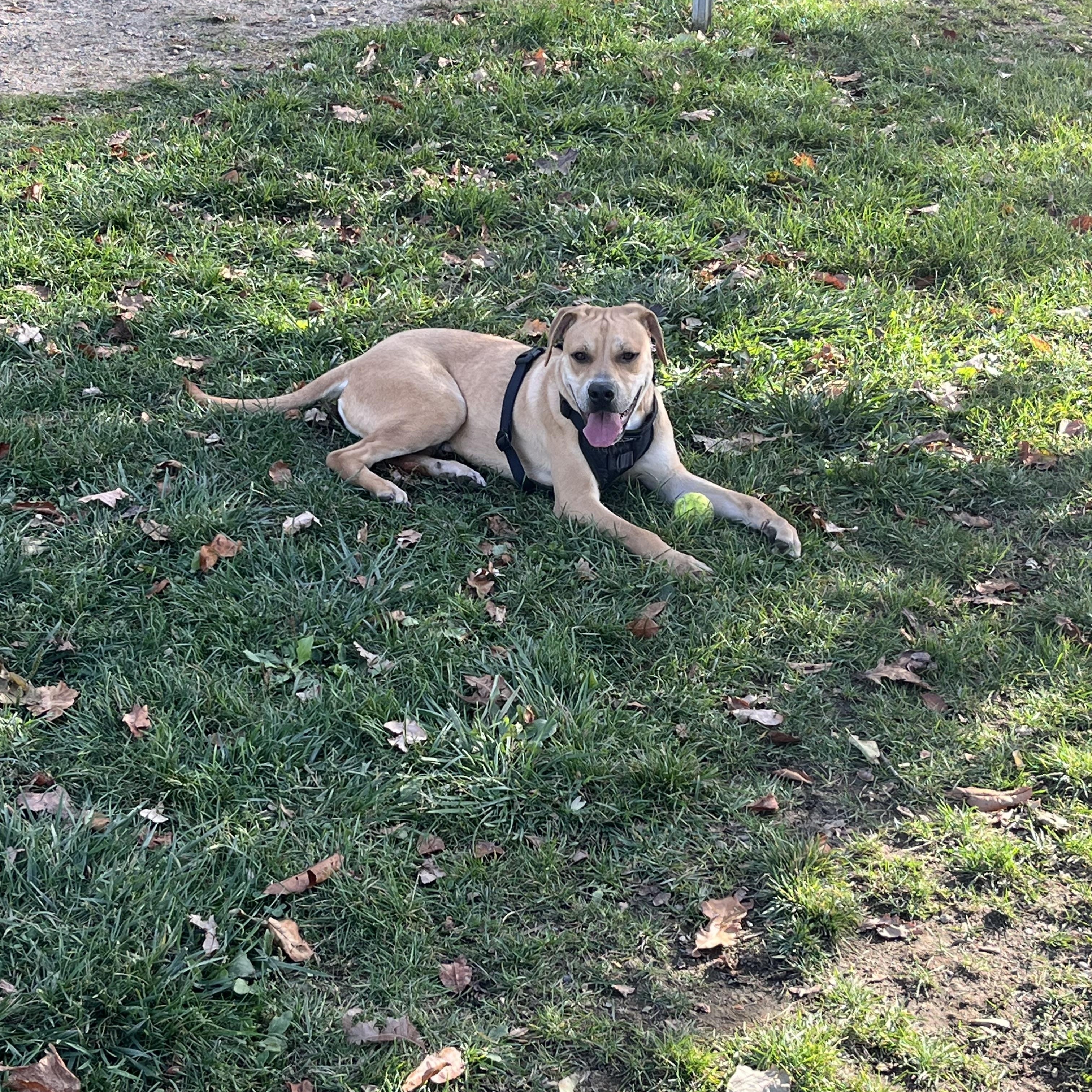 SCOOBY, a Adoptable mixed breed in Kennebunk , ME image 5/6