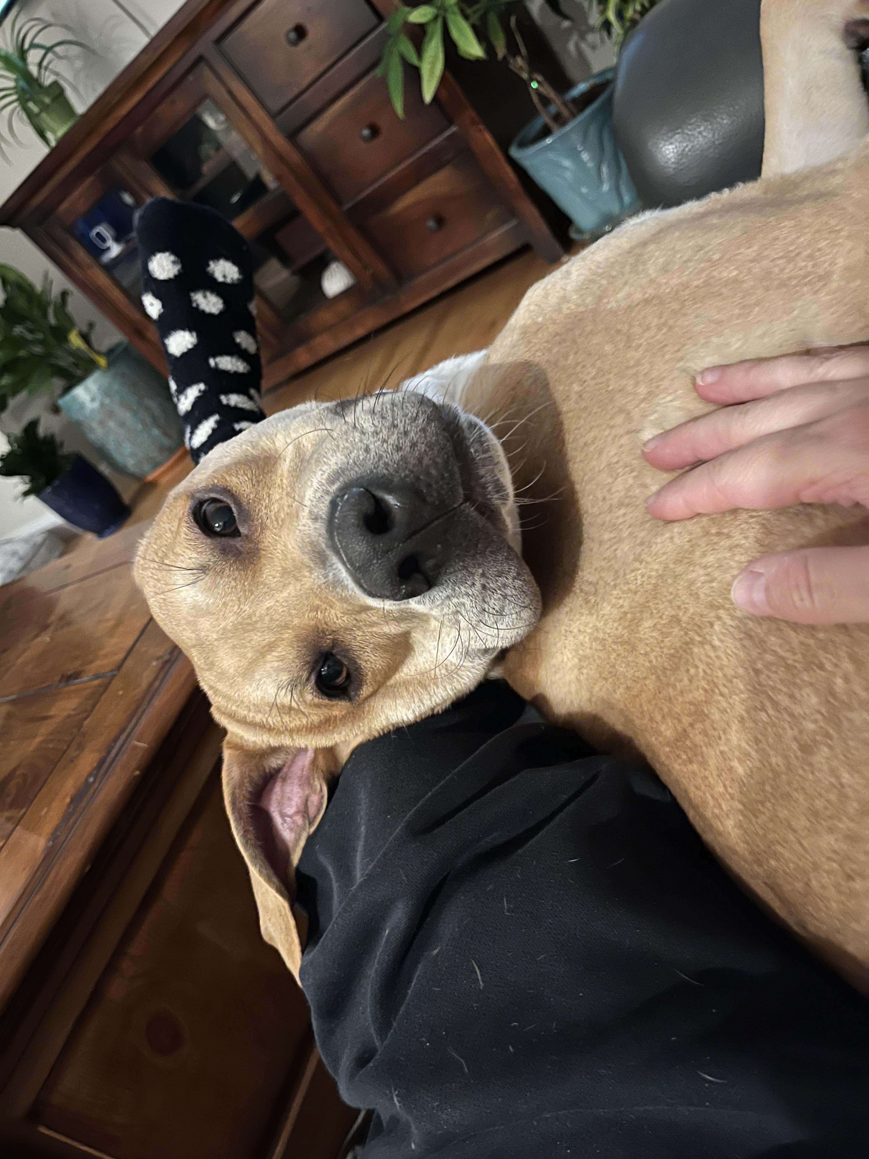 SCOOBY, a Adoptable mixed breed in Kennebunk , ME image 3/6