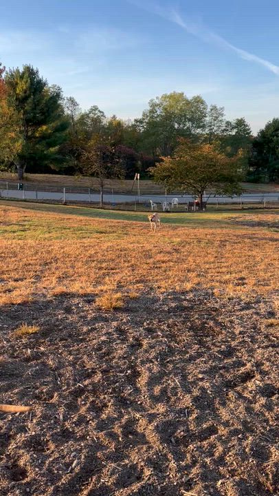 Enlarge SCOOBY, a Adoptable mixed breed in Kennebunk , ME video 4/6