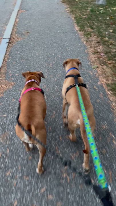 Enlarge SCOOBY, a Adoptable mixed breed in Kennebunk , ME video 6/6