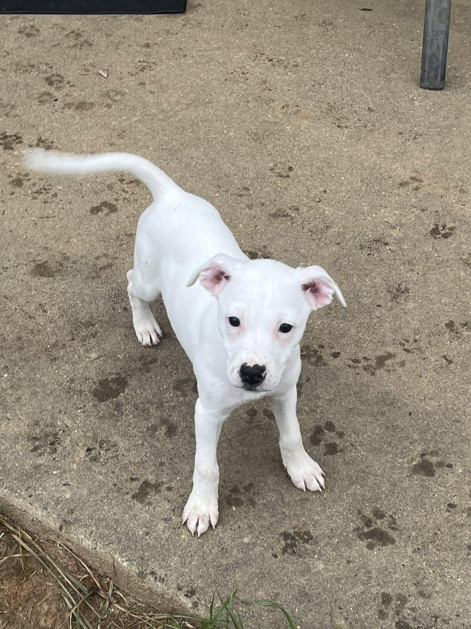 Enlarge Miranda Bailey, a Adoptable Mixed Breed in Jarrettsville, MD image 2/3