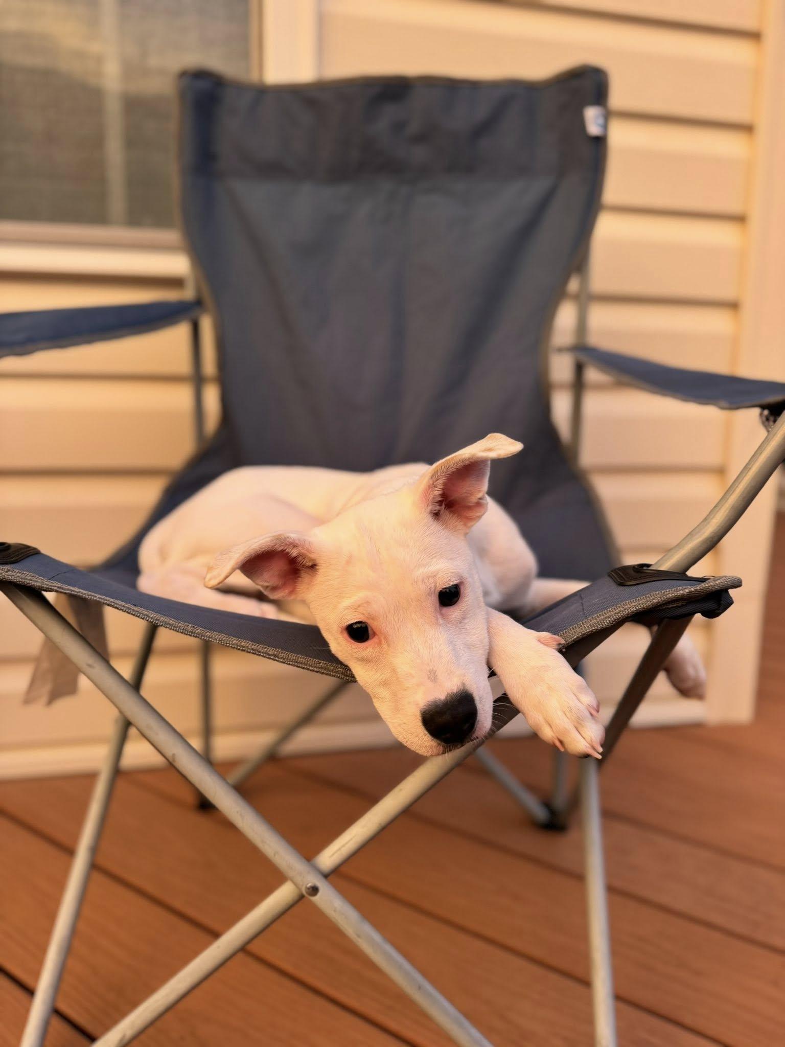 Miranda Bailey, Adoptable, Puppy Female Mixed Breed.