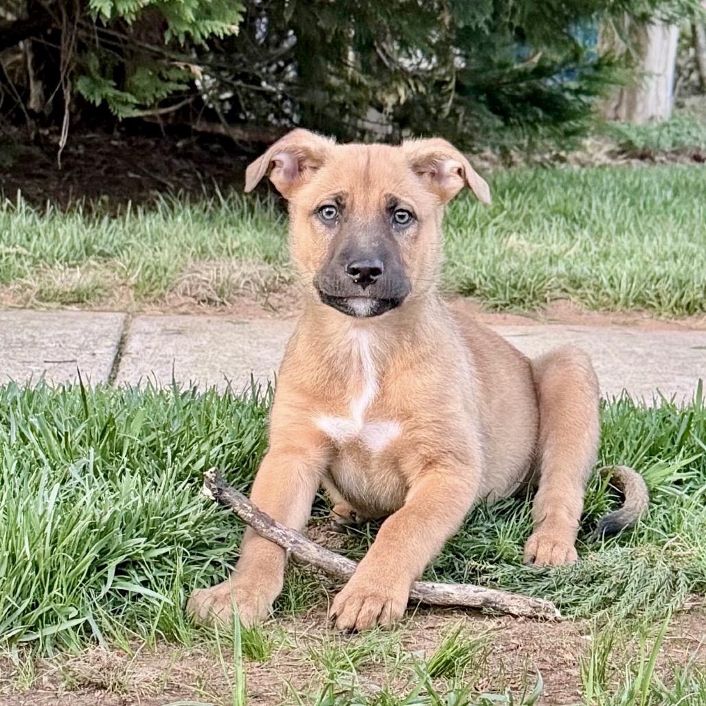 Jackson, Adoptable, Puppy Male Shepherd.