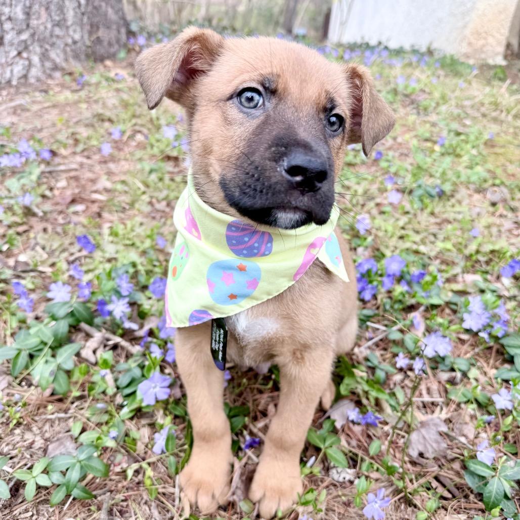 Enlarge Jackson, a Adoptable mixed breed in Fairfax, VA image 2/6