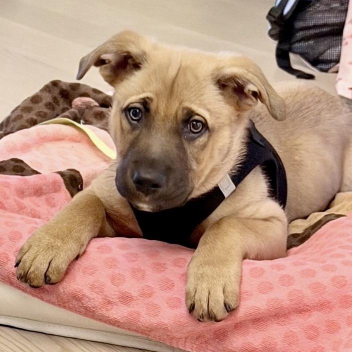 Enlarge Jackson, a Adoptable mixed breed in Fairfax, VA image 3/6