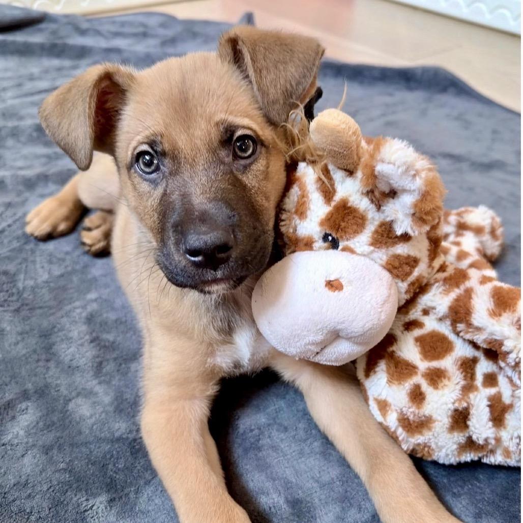 Enlarge Jackson, a Adoptable mixed breed in Fairfax, VA image 4/6