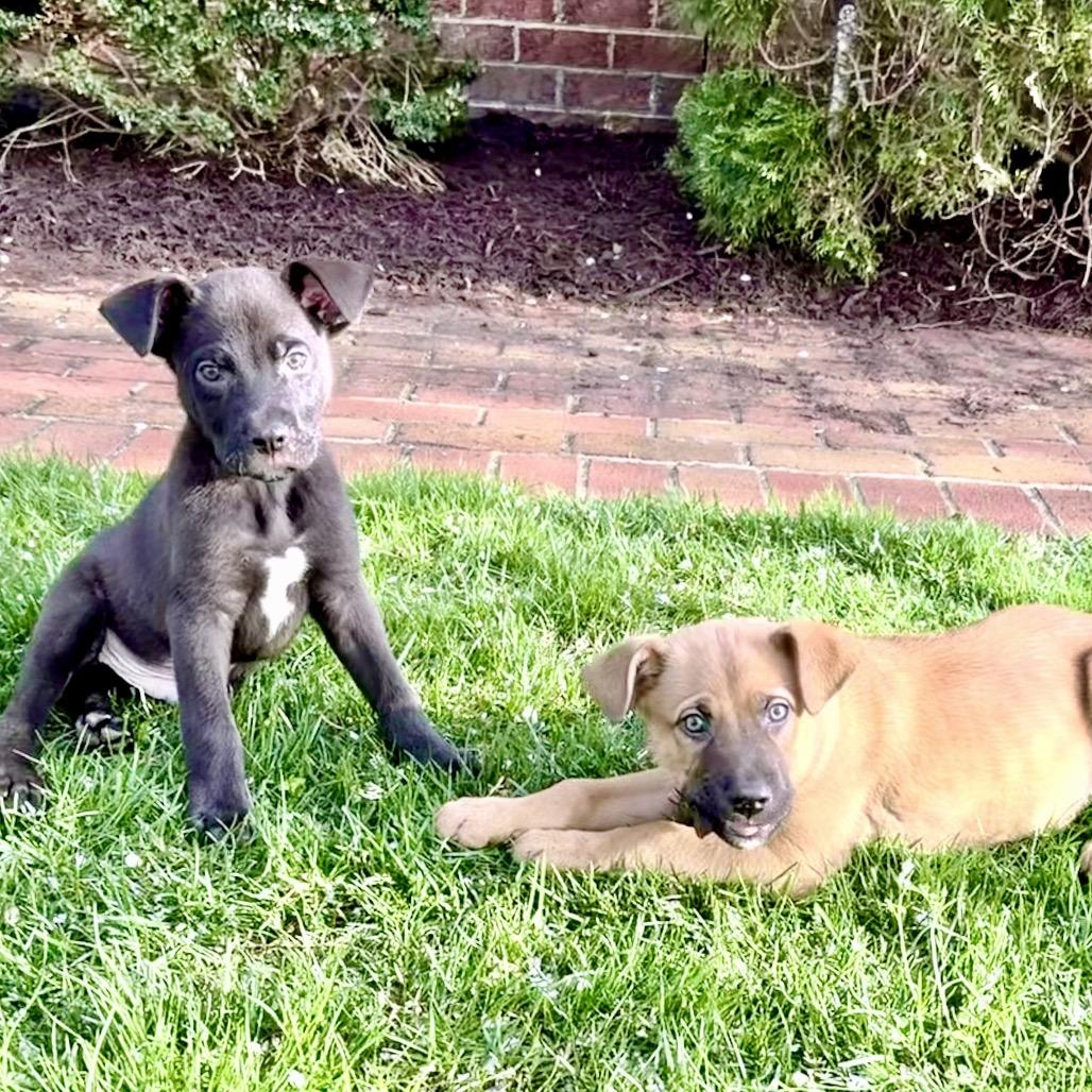 Enlarge Jackson, a Adoptable mixed breed in Fairfax, VA image 5/6