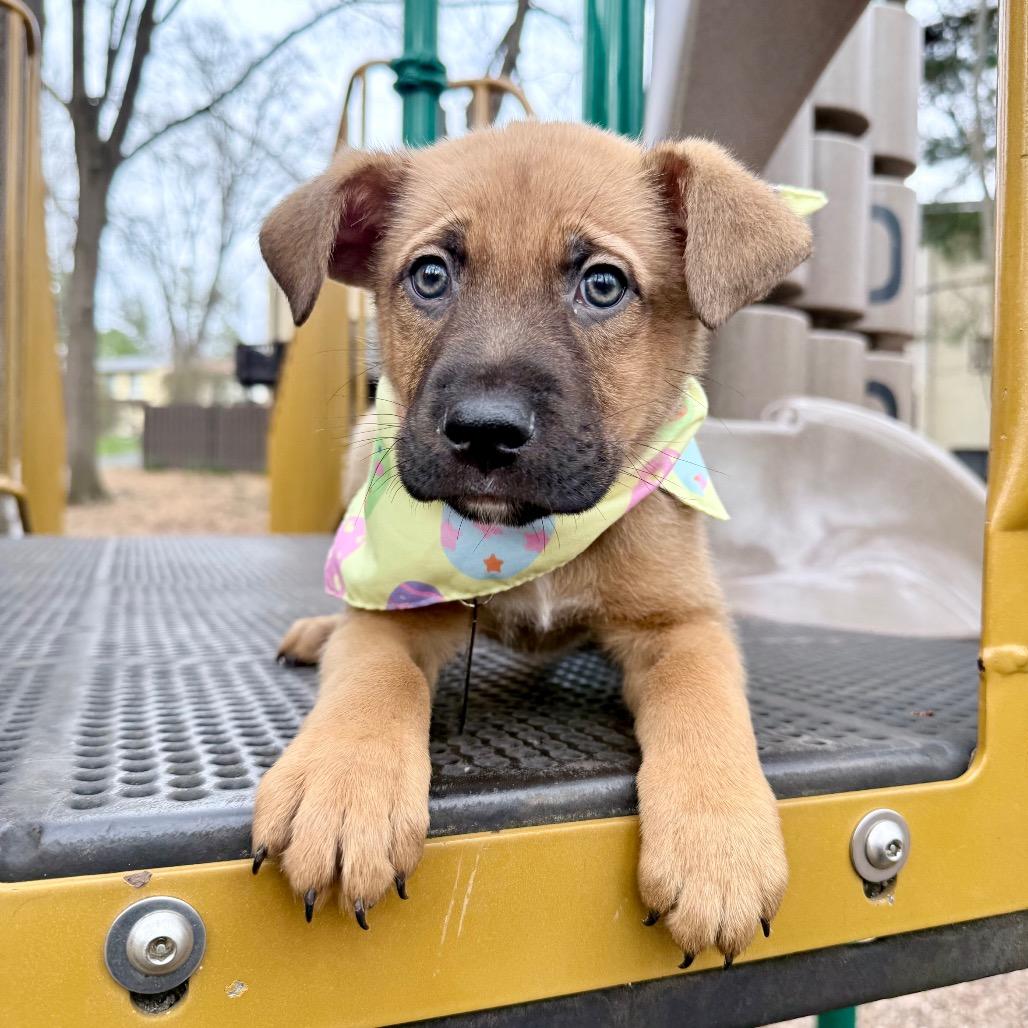 Enlarge Jackson, a Adoptable mixed breed in Fairfax, VA image 6/6