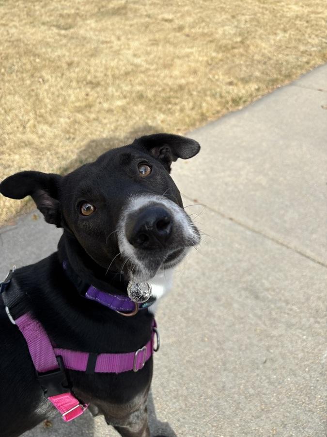 Enlarge Cali, a ADOPTABLE mixed breed in Denver, CO image 6/6