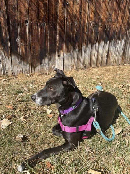 Enlarge Cali, a ADOPTABLE mixed breed in Denver, CO image 5/6