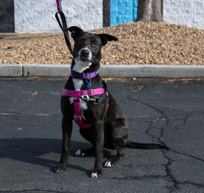 Enlarge Cali, a ADOPTABLE mixed breed in Denver, CO image 3/6