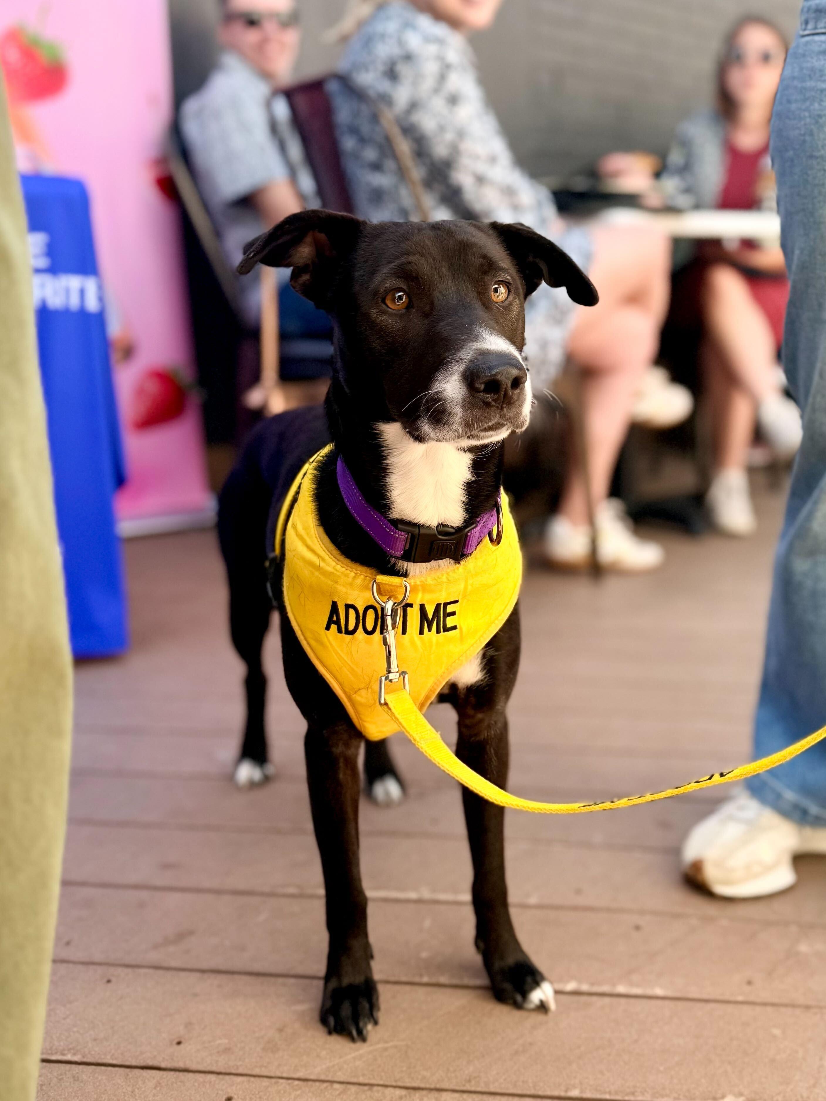 Enlarge Cali from Payroll (Pays in Chaos and Affection), a ADOPTABLE mixed breed in Denver, CO image 1/6