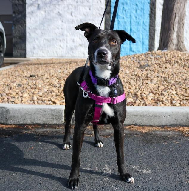 Enlarge Cali, a ADOPTABLE mixed breed in Denver, CO image 1/6