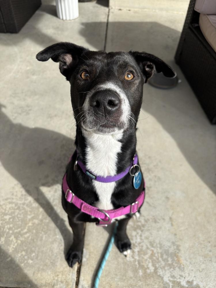 Enlarge Cali, a ADOPTABLE mixed breed in Denver, CO image 4/6