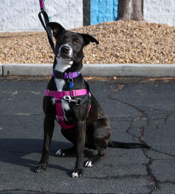 Enlarge Cali, a ADOPTABLE mixed breed in Denver, CO image 2/6