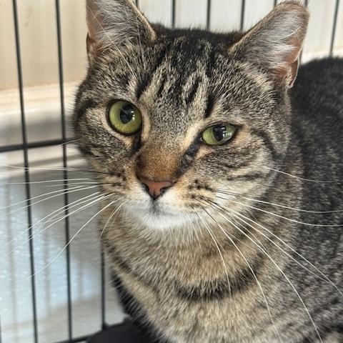 Jennifer, ADOPTABLE, Adult Female Domestic Short Hair.