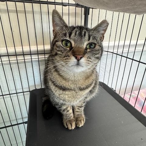 Enlarge Jennifer, a ADOPTABLE Domestic Short Hair in Fincastle, VA image 2/2