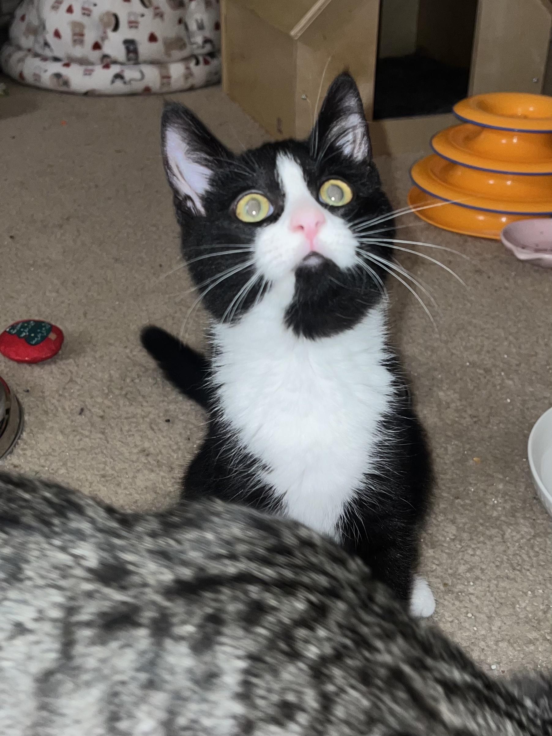 Enlarge Torres, an adopted Domestic Short Hair in Phoenix, AZ image 2/2