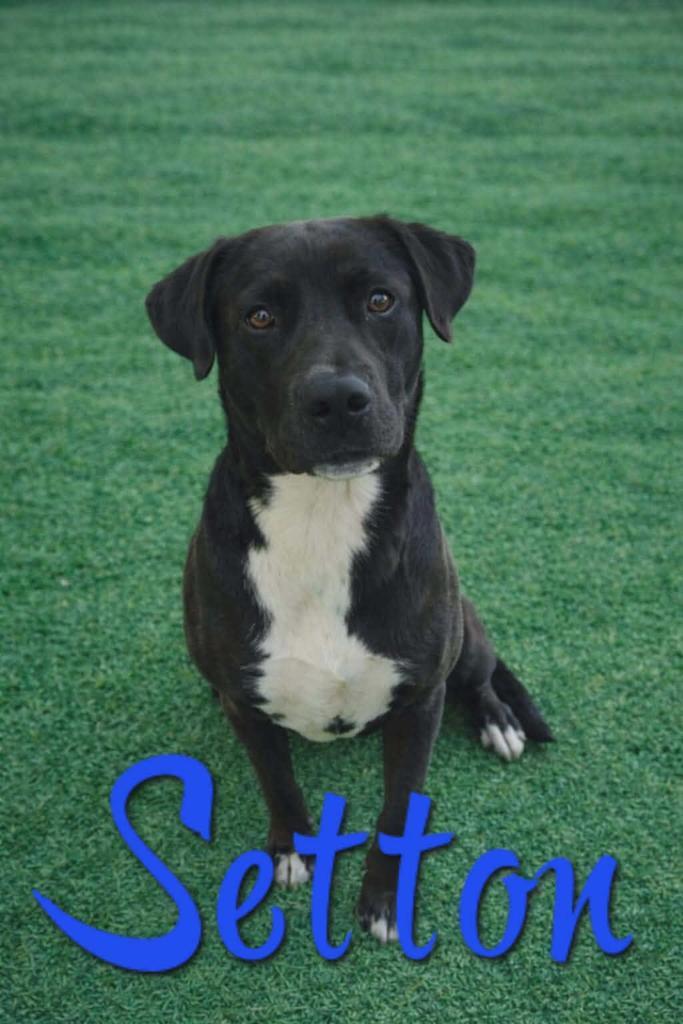 Setton, Adoptable, Young Male Affenpinscher & Labrador Retriever.