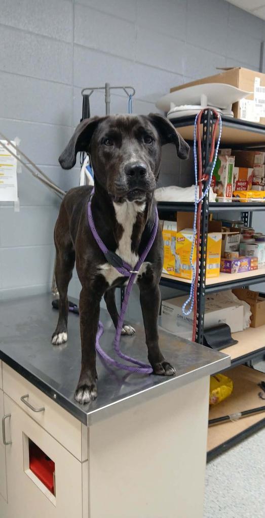 Enlarge Setton, a Adoptable mixed breed in Livingston, LA image 2/2