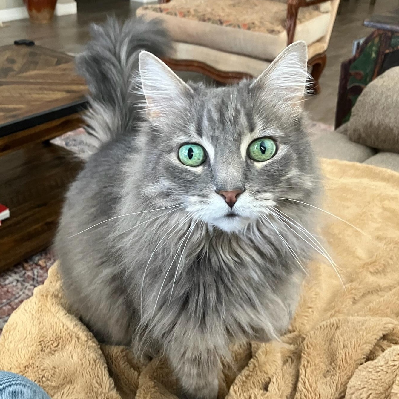 Enlarge Lilac Luna, an adopted mixed breed in SCOTTSDALE, AZ image 1/1
