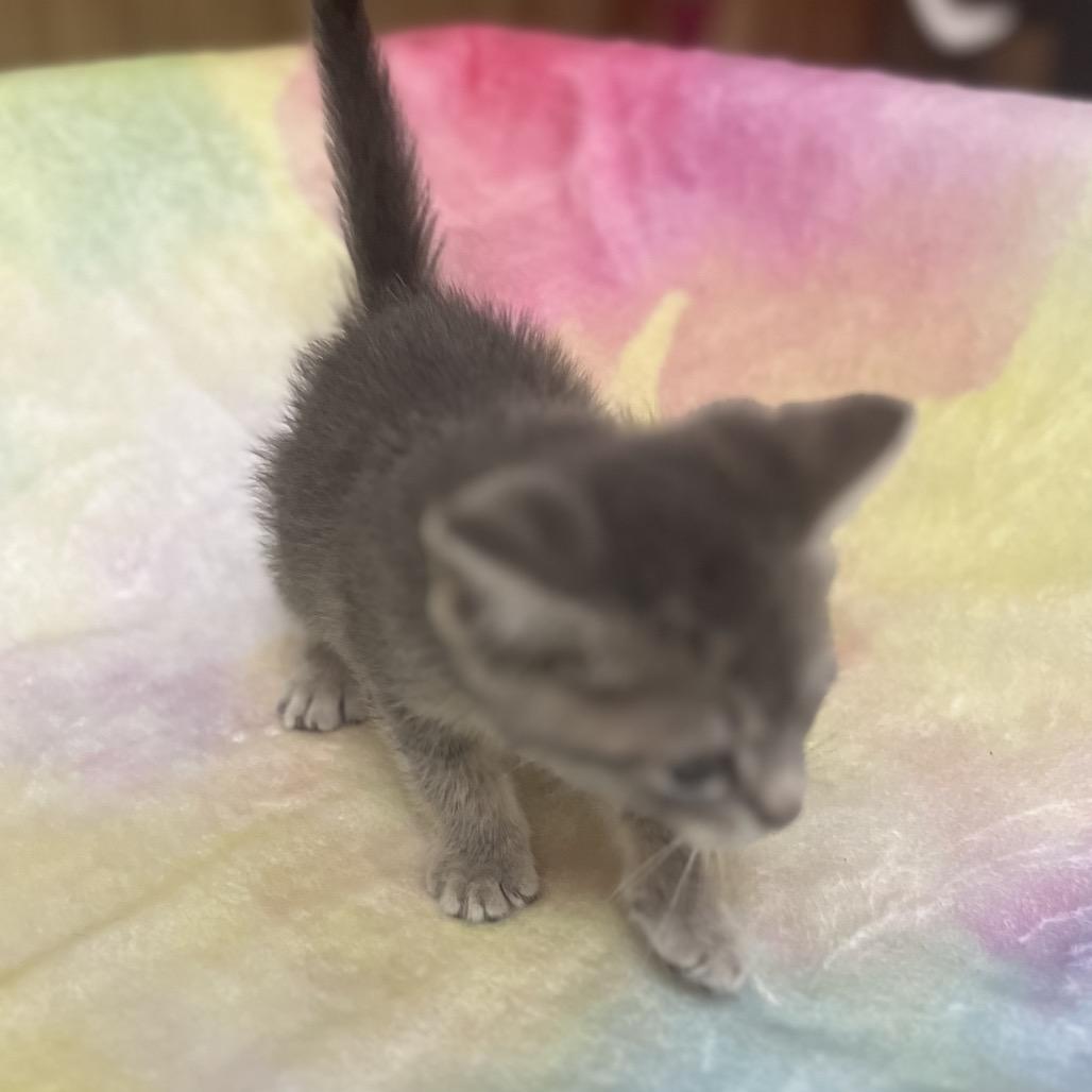 Tali, Adoptable, Kitten Female Domestic Short Hair & Manx.