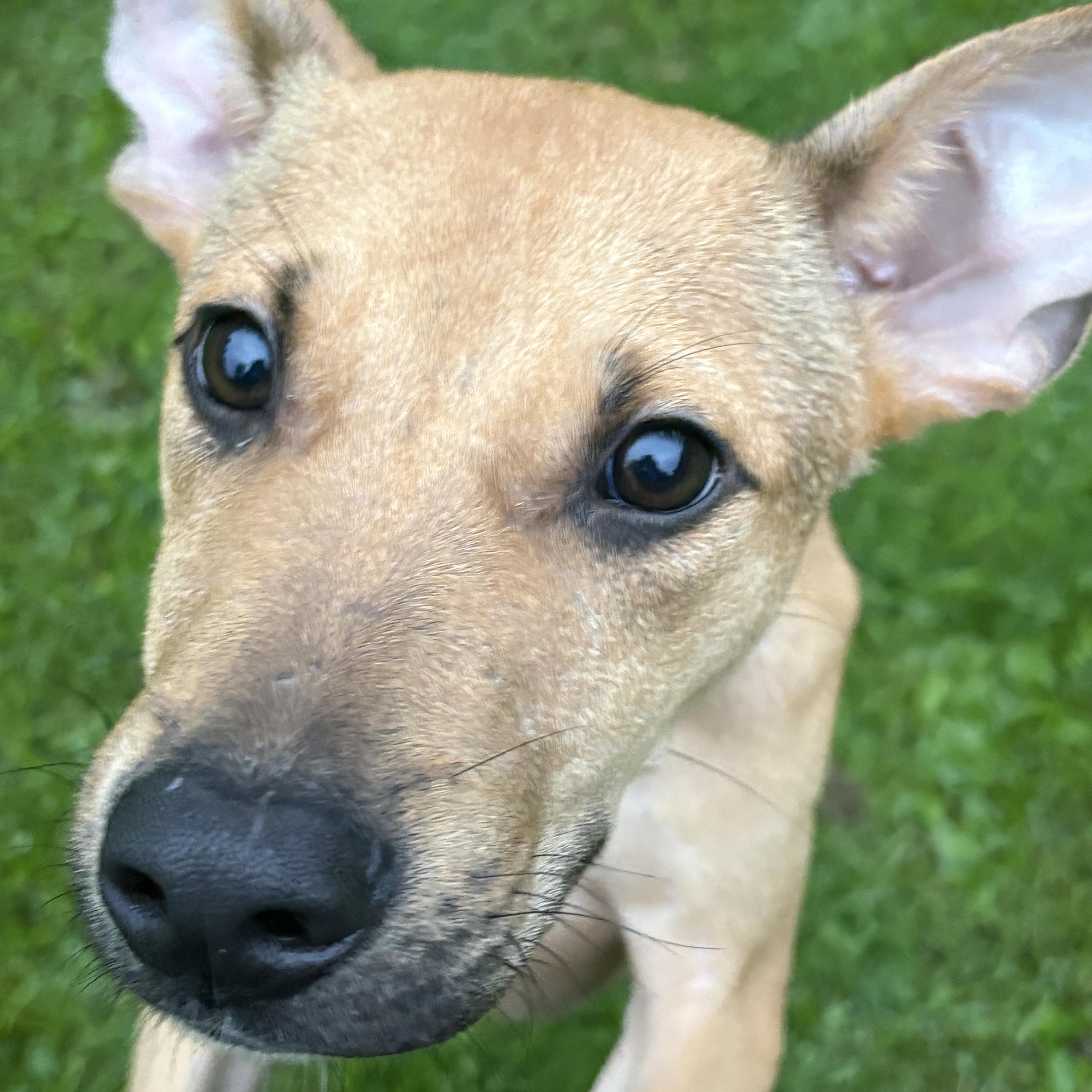 Enlarge RANGER, a Adoptable mixed breed in Latham, NY image 5/5