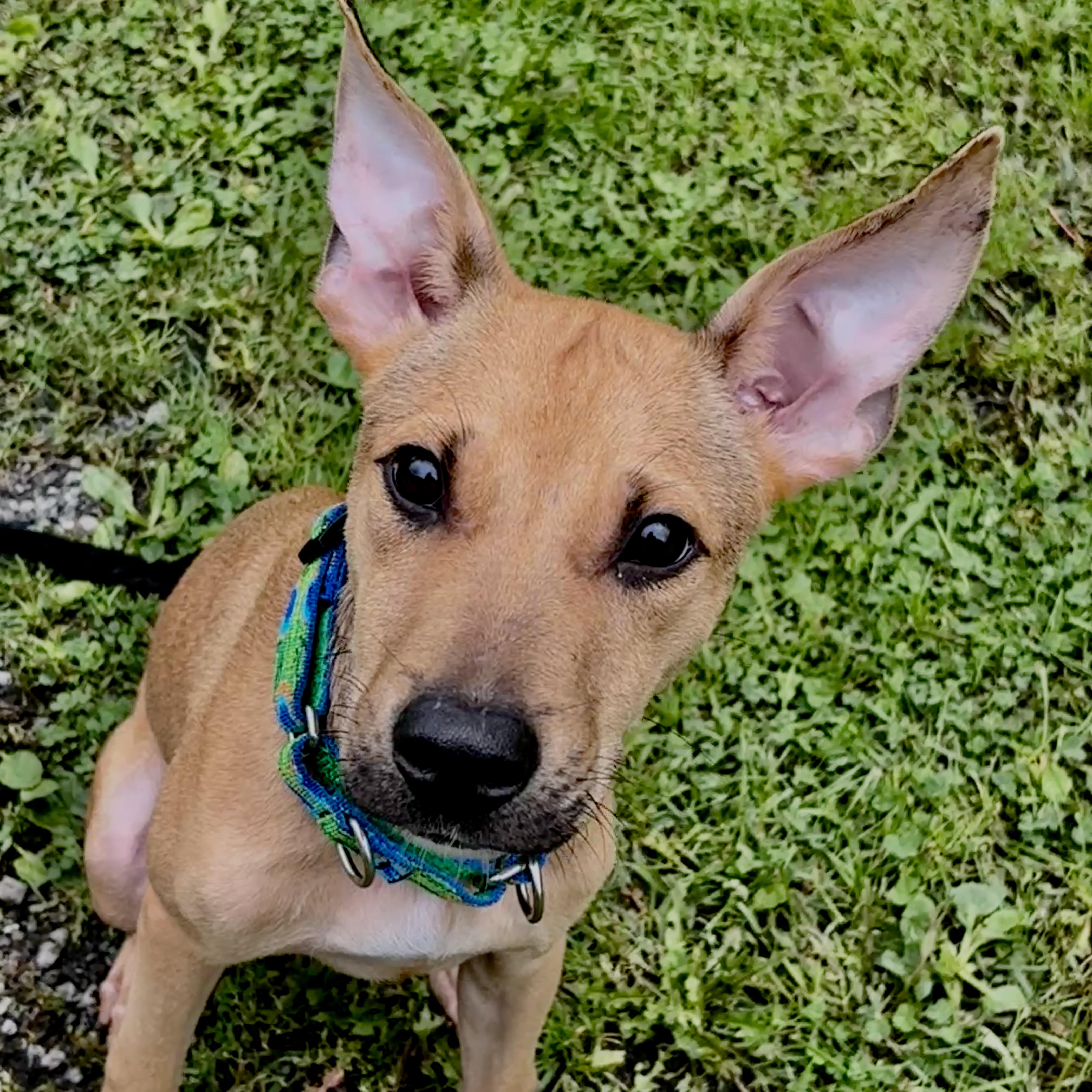 Enlarge RANGER, a Adoptable mixed breed in Latham, NY image 4/5