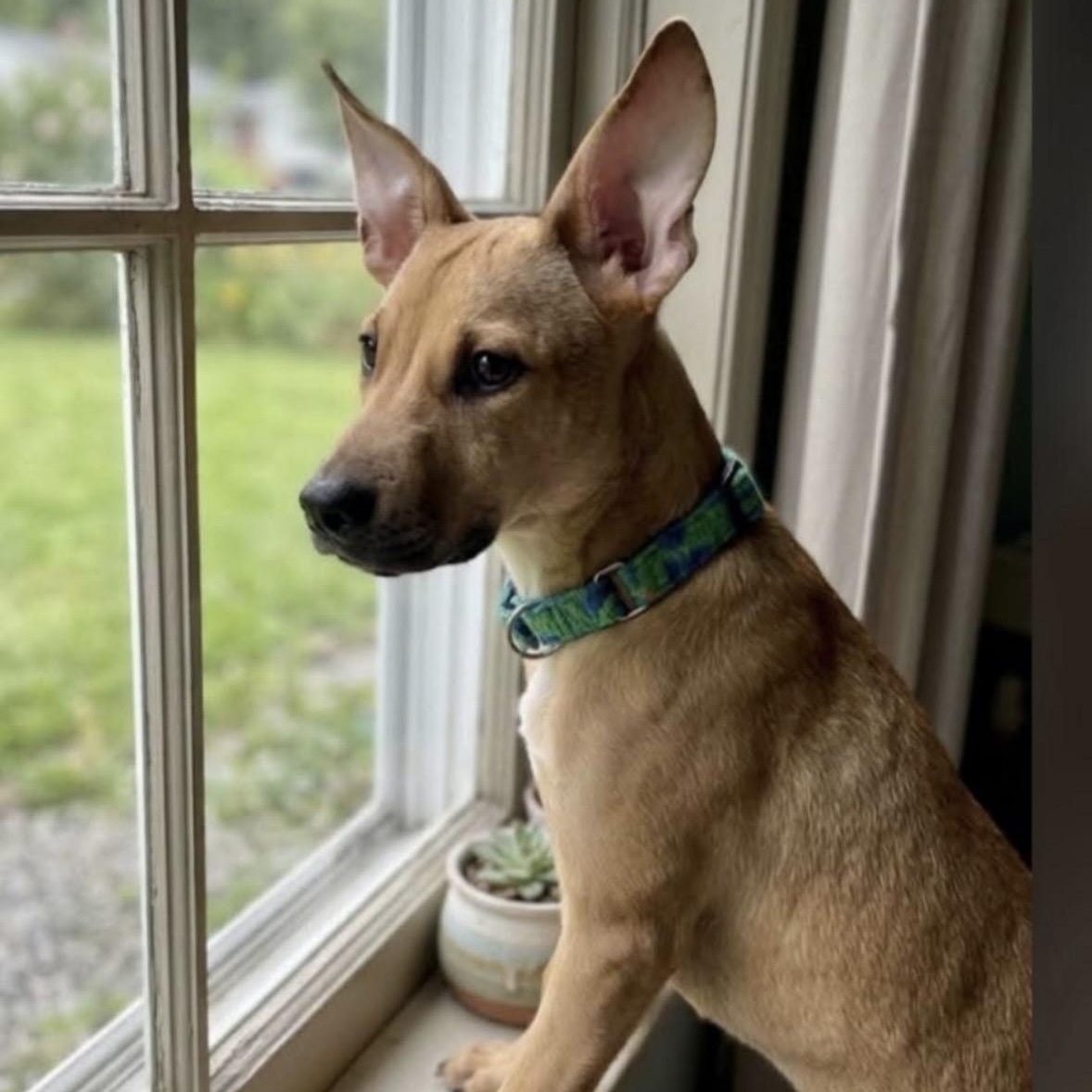 Enlarge RANGER, a Adoptable mixed breed in Latham, NY image 1/5