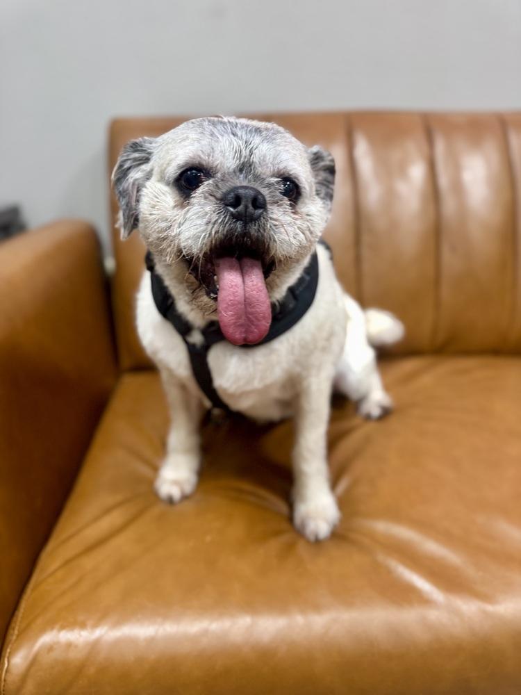 Bailey, Adoptable, Senior Female Pug & Mixed Breed.
